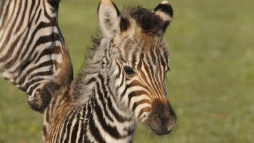 Zebra foal welcomed at SA's Monarto Zoo